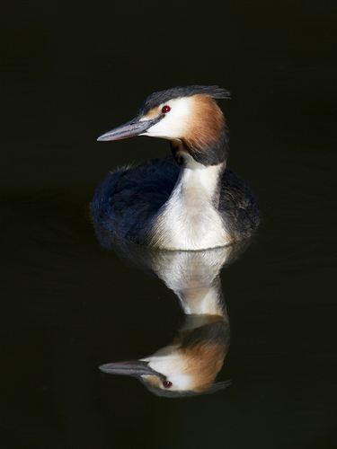 Great Crested Grebe