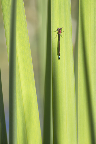Ishnura Elegans