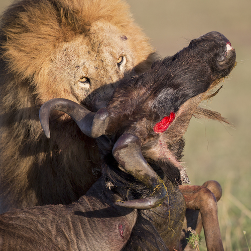 Lion with Kill