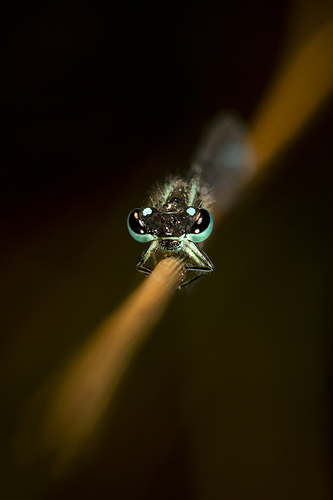 Blue-tailed Damselfly