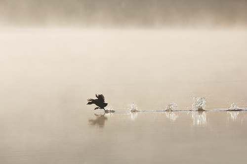 Running On Water