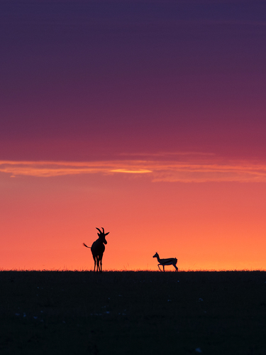 Dusk Meeting