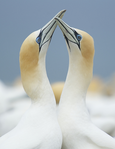 Australasian Gannets