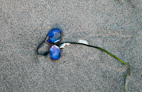Blue Shells
