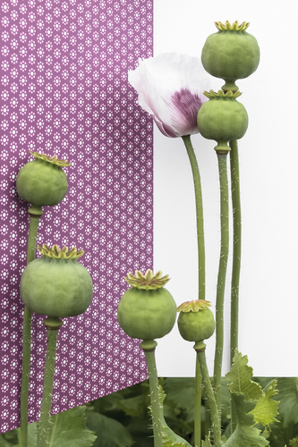 Poppy-Book