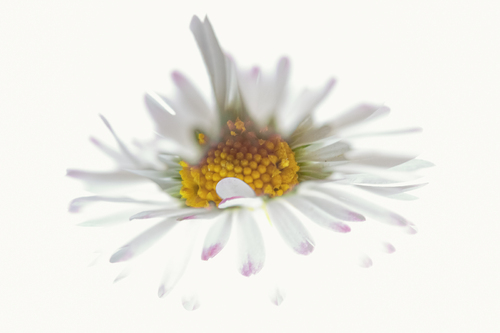 Daisysplash