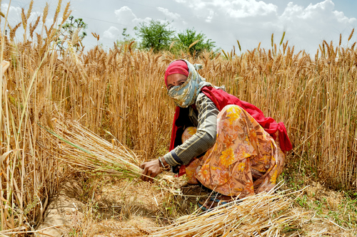 Tuzio_Raffaele_Wheat worker