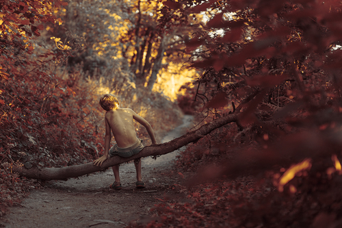 A Walk in the Woods