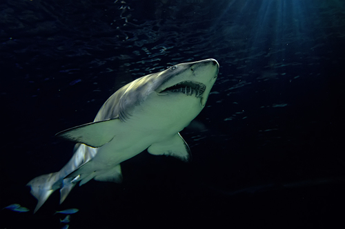 Jaws