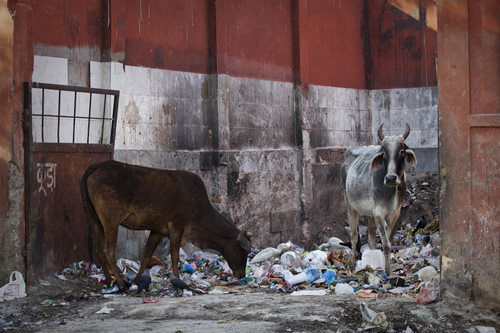 SACRED COWS