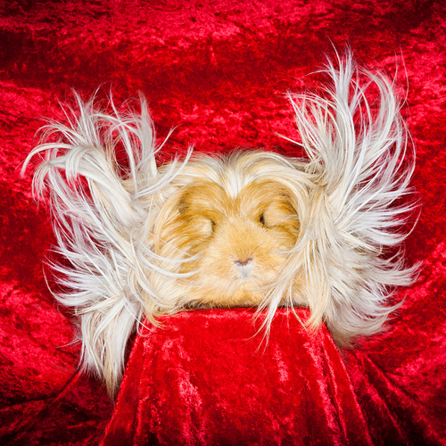 Guinea Pig