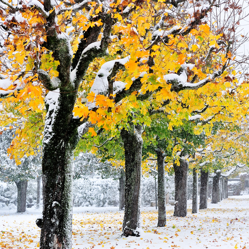 Autumn Snow