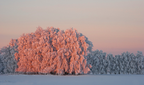 Pink Morning