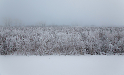 Flag  of Siberian Winter