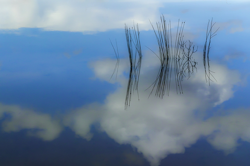 Grass In The Sky