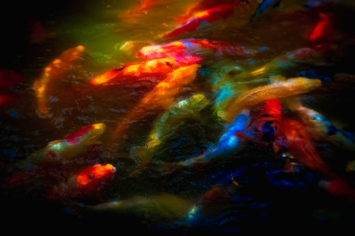 Koi Pond