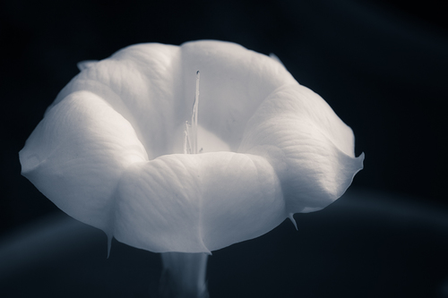 The Blues: Ephemeral