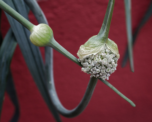 Garlic (2)
