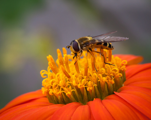 Mimicry in Nature