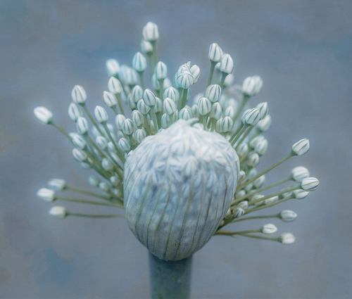 Onion Bloom