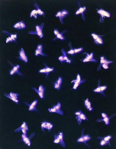  Apis Mellifera