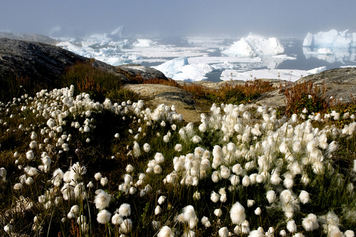 Arctic World