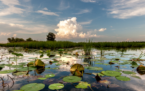 In the Tensaw Delta