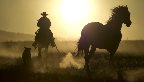 Still Ranching