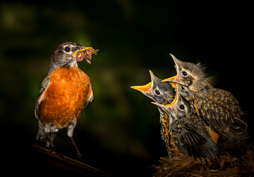 Dinner Time