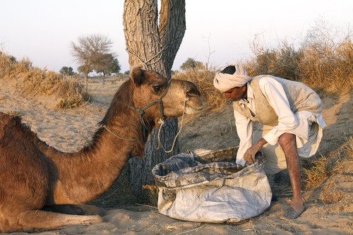 Thar desert