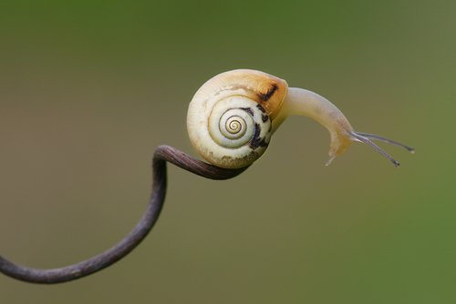 Swirl (1)