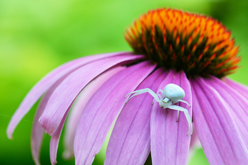 Spider