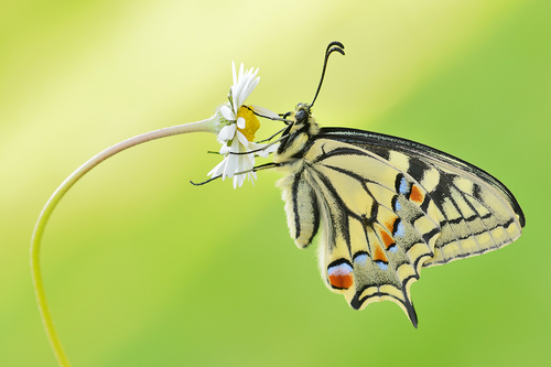 Butterfly (2)