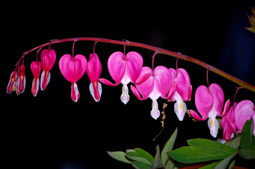 My Bleeding Hearts