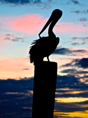 Pelican Sunset