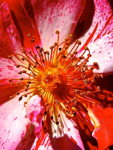 Up Close & Personal Rose