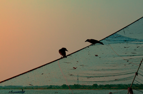 Chit Chat on the Net before Sunset