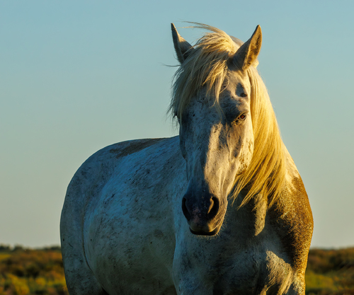 Camargue Horse