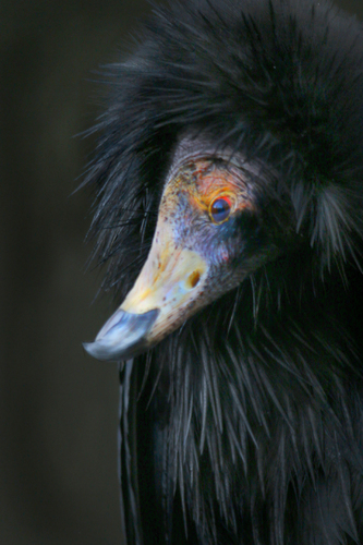 CONDOR DOLLY INQUISITIVE