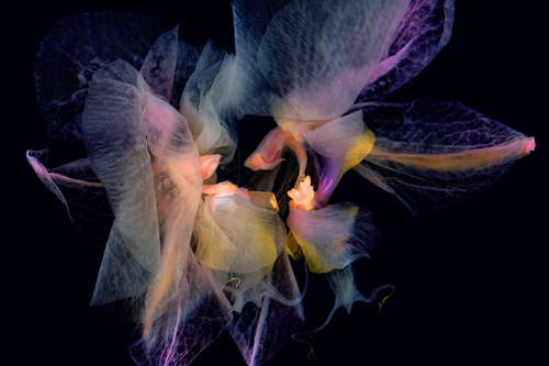 ORCHID REQUIEM: BETROTHAL