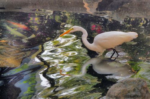 Egret Reflection