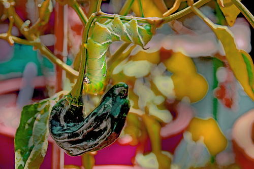 Black Pepper and Hornworm