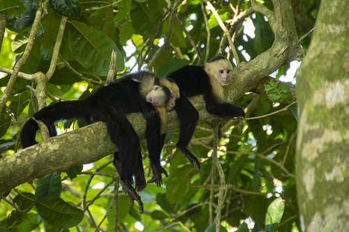 Monkey Business