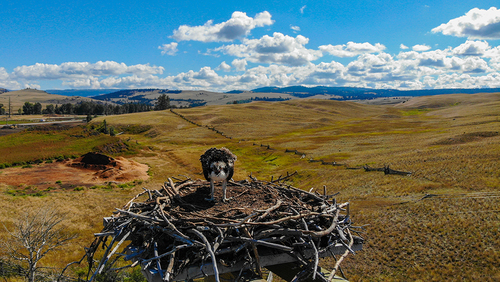 Osprey Eye to Eye