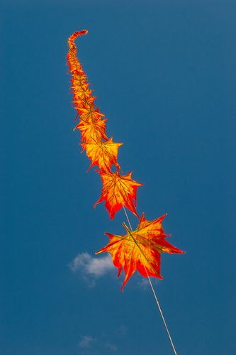 Let's Go Fly a Kite