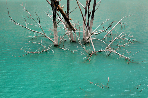 Alberi scheletriti