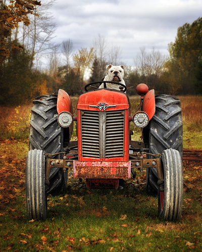 Farm Dog