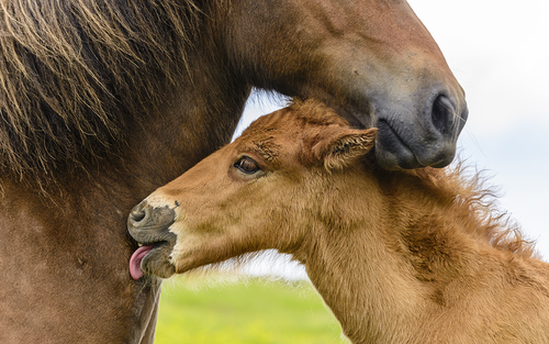 Icelandic Mare and Foal