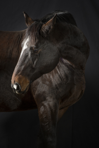 Beautiful Horse