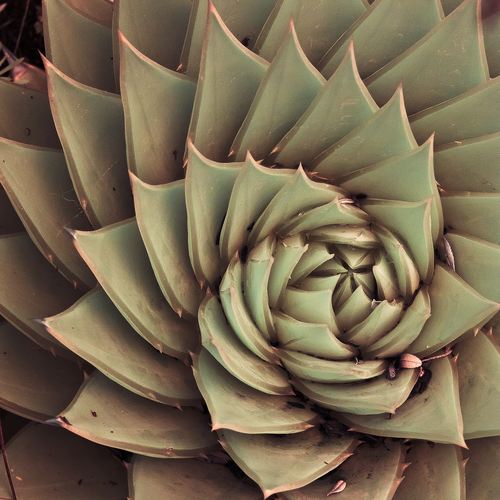 Vortex